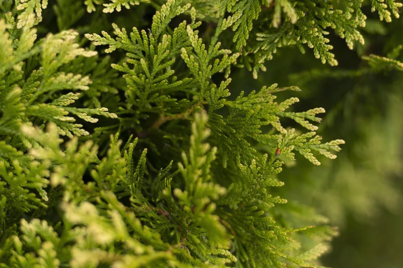 Close Up Trees Leaves