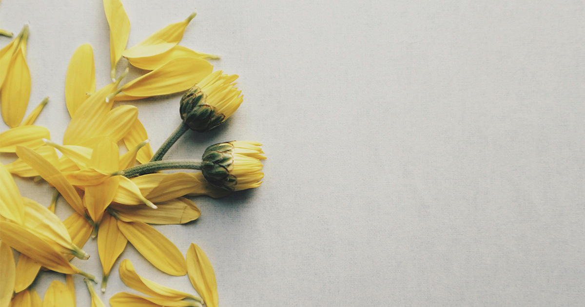 Flower Bynoki